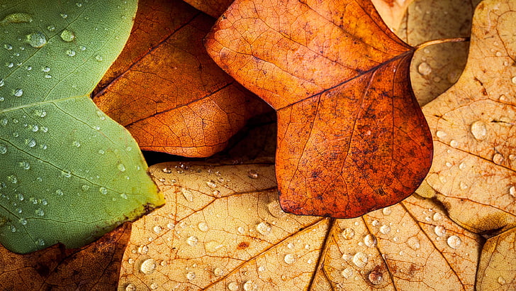 несколько увядших листьев, зеленые и коричневые листья, природа, листья, крупным планом, макро, осень, капли воды, мокрый, HD обои