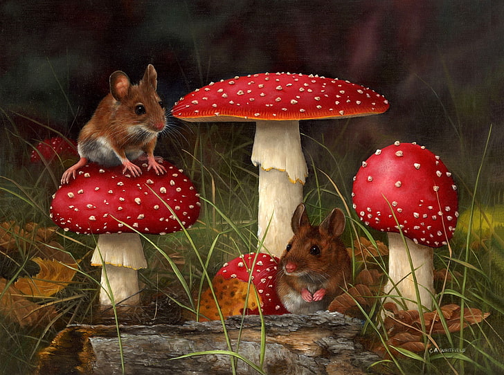 three red mushrooms, forest, grass, mushroom, mouse, art, CARL ANDREW WHITFIELD, HD wallpaper