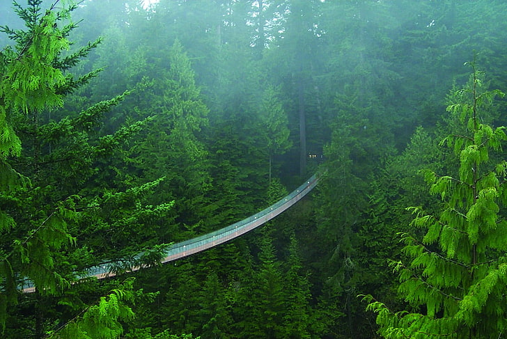 белый и зеленый над землей бассейн, мост, лес, деревья, HD обои