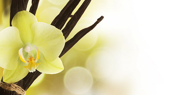 gelbe Mottenorchidee, Orchidee, Phalaenopsis, Vanille, HD-Hintergrundbild HD wallpaper