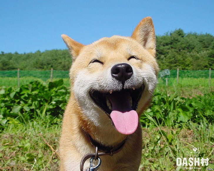 dogs funny puppies shiba inu 1067x853  Animals Dogs HD Art , funny, dogs, HD wallpaper