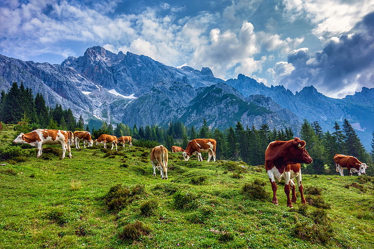 montanhas, Áustria, vacas, HD papel de parede