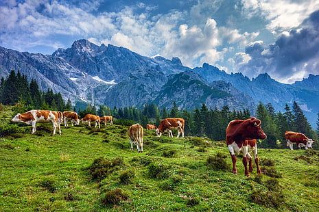 montañas, Austria, vacas, Fondo de pantalla HD HD wallpaper