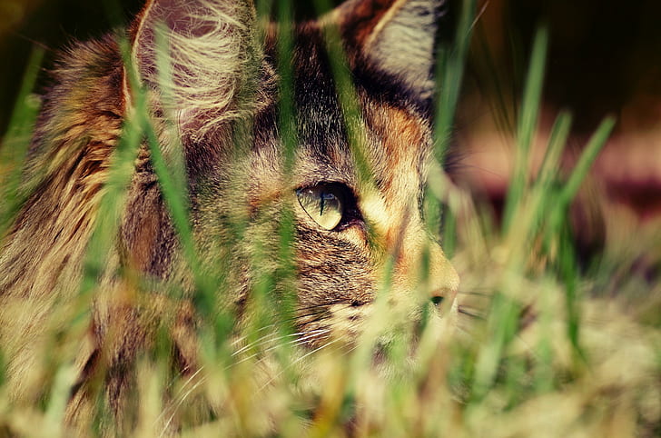 สัตว์หญ้าแมว, วอลล์เปเปอร์ HD