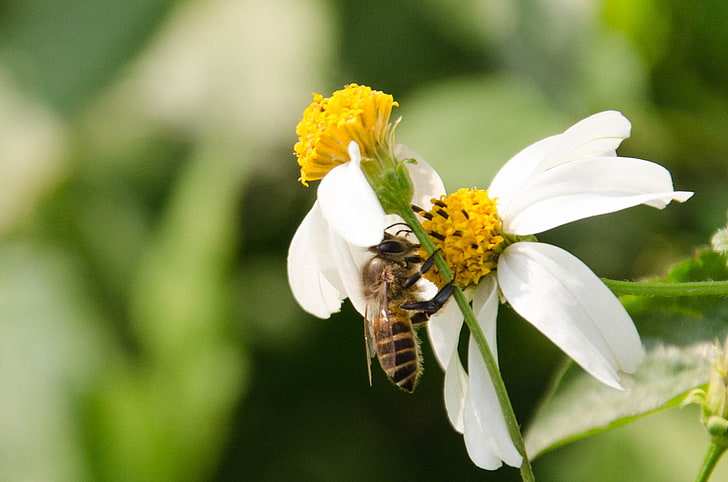 alam, lingkungan, bunga, lebah, serbuk sari, Wallpaper HD