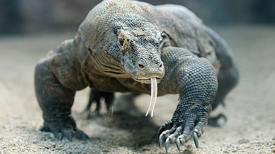 Reptilien, Komodo-Drache, Reptil, Tierwelt, HD-Hintergrundbild HD wallpaper