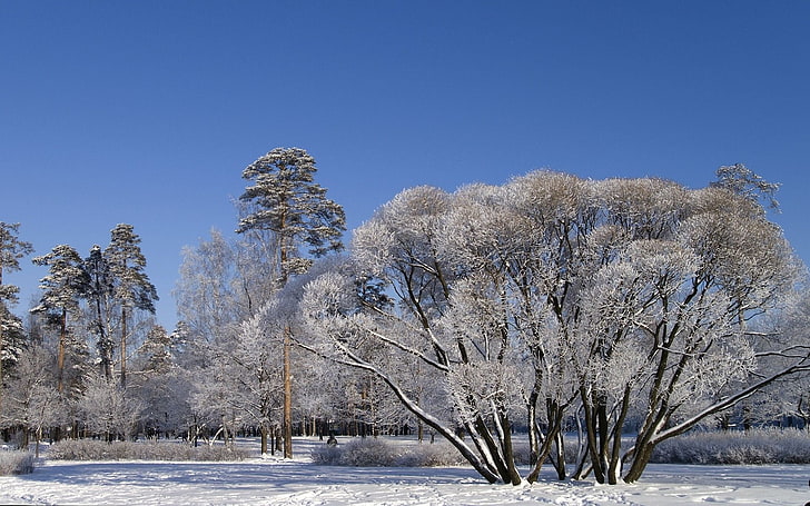 الأشجار ، الفروع ، مترامية الأطراف ، الشتاء ، الثلج ، السماء ، بوضوح، خلفية HD