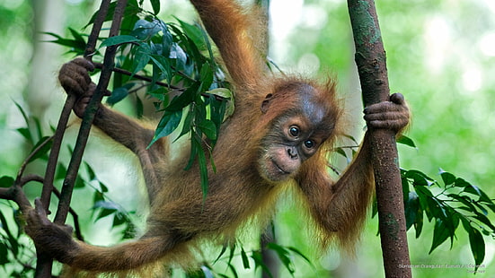 Orangután de Sumatra, Sumatra, Indonesia, Animales, Fondo de pantalla HD HD wallpaper