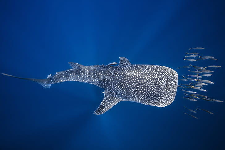 morze, ryby, ocean, pod wodą, Madagaskar, Rekin wielorybi, Tapety HD