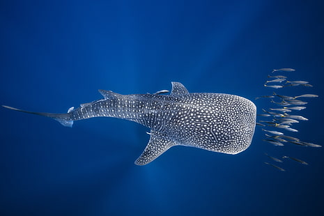 البحر، الأسماك، المحيط، تحت الماء، مدغشقر، القرش الحوت، خلفية HD HD wallpaper