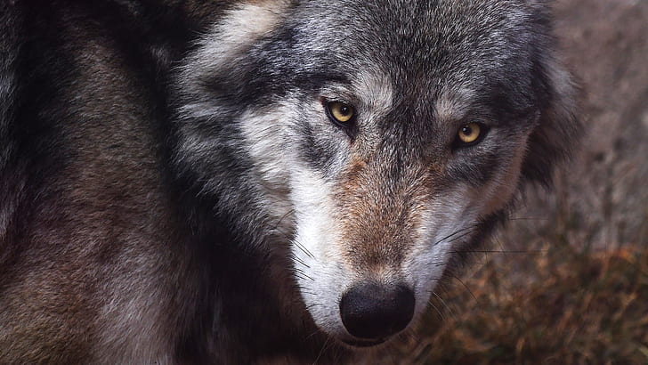 eyes, look, face, close-up, grey, background, wolf, portrait, predator, looks, sullenly, HD wallpaper