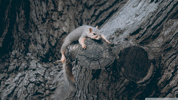 squirrel, HD wallpaper