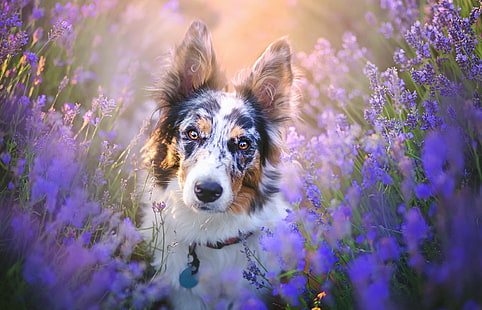 Tiere, Hund, Border Collie, HD-Hintergrundbild HD wallpaper