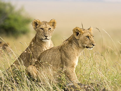 dua anak singa betina, singa, rumput, pasangan, bayi, Wallpaper HD HD wallpaper