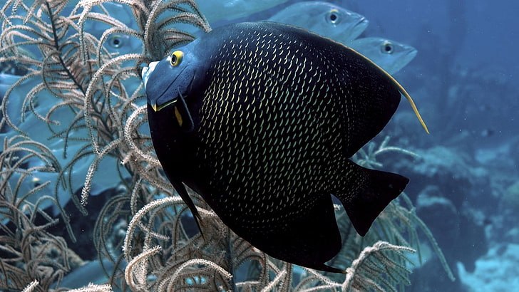 black and yellow fish, fish, flat, underwater world, beautiful, HD wallpaper