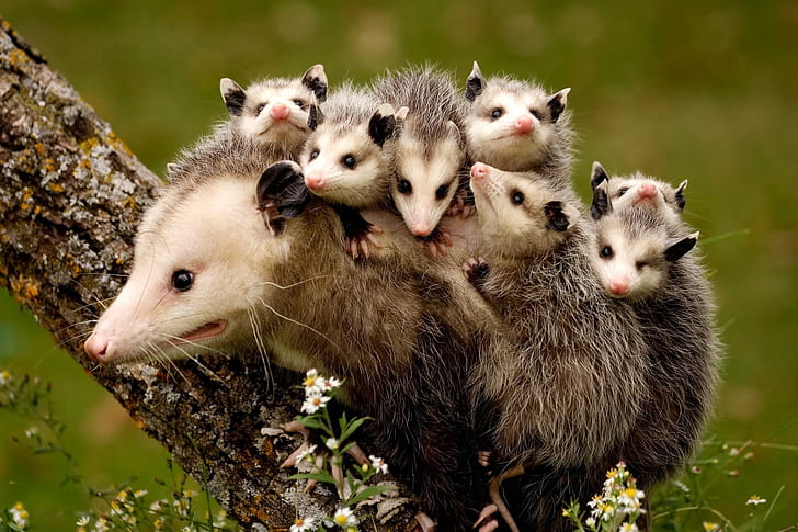 cubs, motherhood, opossum, HD wallpaper