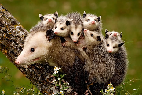 yavrular, annelik, opossum, HD masaüstü duvar kağıdı HD wallpaper