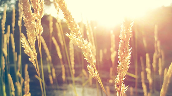 пшеница, зеленый лист, трава, природа, зерно, макро, солнечный свет, растения, HD обои HD wallpaper