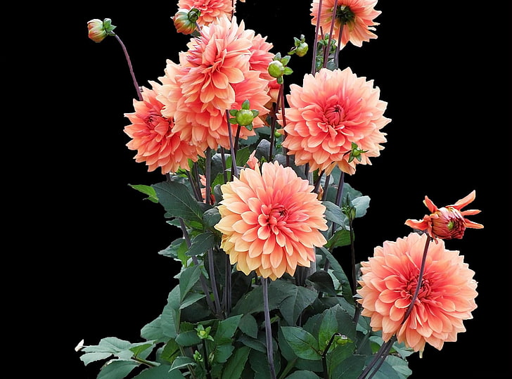 rosa Ringelblumen, Dahlien, Blumen, Los, schwarzer Hintergrund, HD-Hintergrundbild