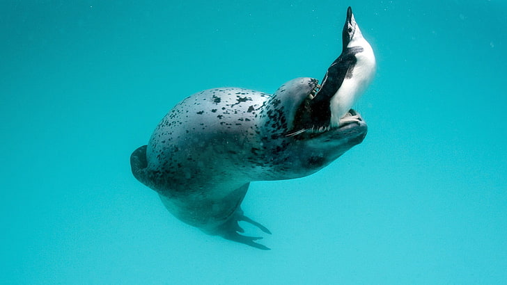 sjölejon och pingvin under vattnet, natur, hav, tätning, pingviner, djur, mörk, cyan, HD tapet