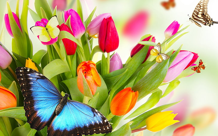 morpho butterfly on flower painting, butterfly, flowers, bright, beauty, petals, red, pink, orange, colorful, yellow, lilac, violet, butterflies, Tulips, varicoloured, HD wallpaper