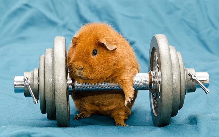 brown hamster, humor, animals, dumbbells, gyms, working out, guinea pigs, HD wallpaper