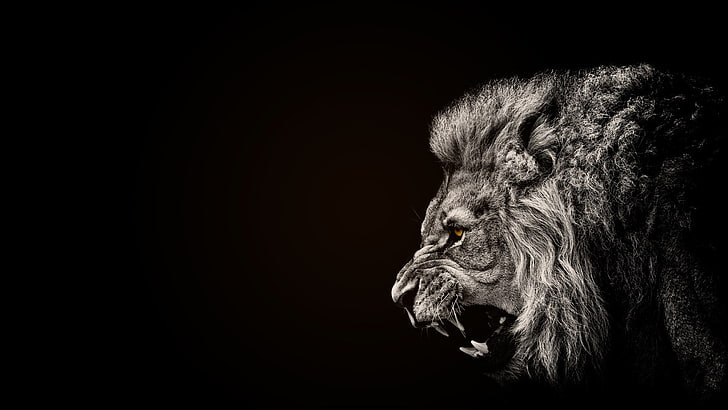 painting of lion, animals, lion, black, selective coloring, HD wallpaper