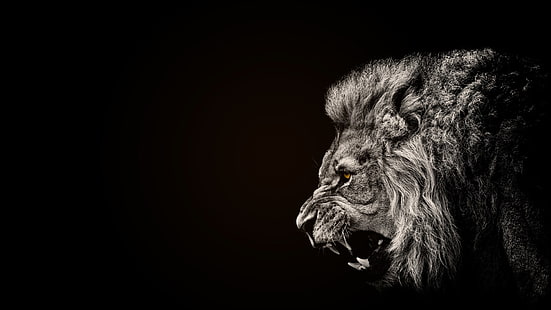 ライオン、動物、ライオン、黒、選択的な着色の絵画、 HDデスクトップの壁紙 HD wallpaper
