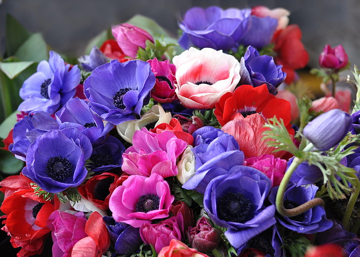fiori bianchi, viola e rossi dell'anemone, anemoni, fiori, mazzo, luminoso, primo piano, Sfondo HD