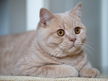 котка, поглед, портрет, красив, британска късокосместа, HD тапет HD wallpaper