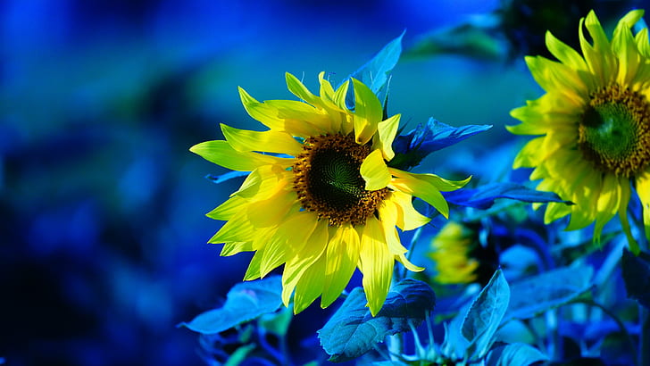 solrosor, blommor, behandling, gul, blå bakgrund, solros, HD tapet