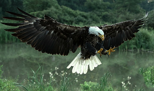 Falcão asas de pássaro, predador, falcão, asas, águia careca, pássaro, HD papel de parede HD wallpaper