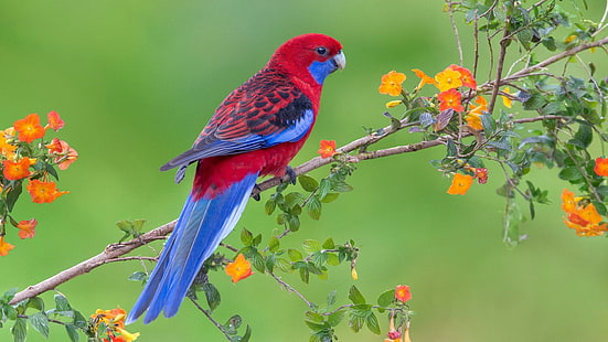papuga, kwieciste drzewo, kolorowy, ptak, lorikeet, ara, fauna, gałąź, Tapety HD HD wallpaper