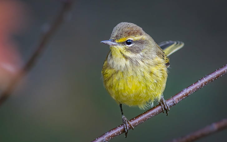 yellow bird, palm warbler, palm warbler, bird, animal, nature, wildlife, beak, close-up, outdoors, branch, small, feather, bird Watching, HD wallpaper
