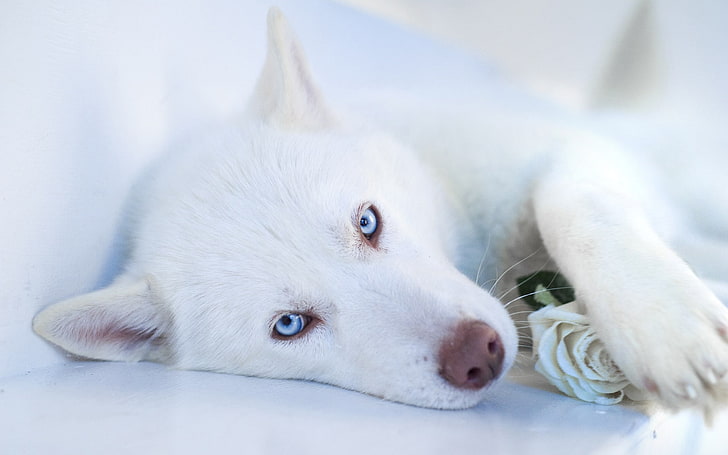 ハスキー犬の銃口-動物のワイドスクリーンの壁紙、白いシベリアンハスキーの子犬、 HDデスクトップの壁紙