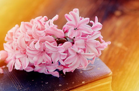 春の花、古い本、ピンクヒヤシンスの花、ヴィンテージ、花、春、ピンク、花、木材、閉じる、香りがよい、ヒヤシンス、本、可愛い、春、使用、静物画、春の花、fragrantflower、 HDデスクトップの壁紙 HD wallpaper