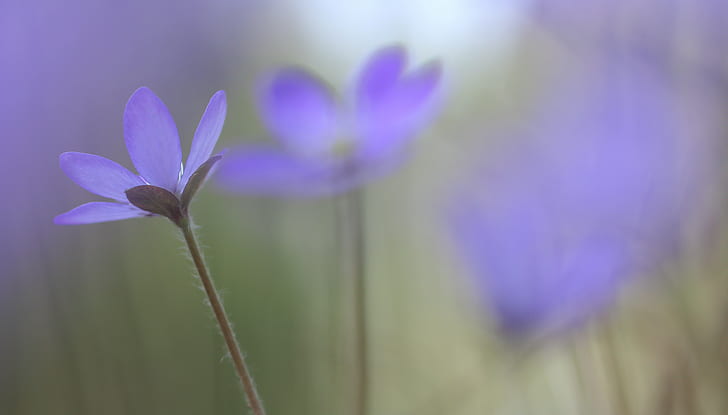 фиолетовый Крокус фотография с мелким фокусом, гепатика, гепатика, гепатика, фиолетовый, Крокус, неглубокий фокус, фотография, природа, цветок, растение, голубая весна, боке, макро, крупным планом, Финляндия, Creative Commons, крупный план, красота В природе, HD обои