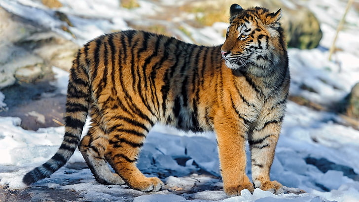 harimau, harimau, kucing besar, salju, berjalan, Wallpaper HD