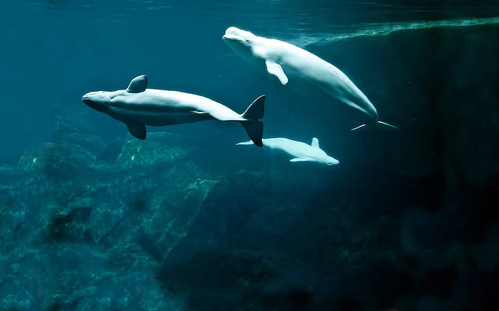 três golfinhos cinzentos, baleias, debaixo d'água, nadar, cauda, ​​barbatanas, HD papel de parede