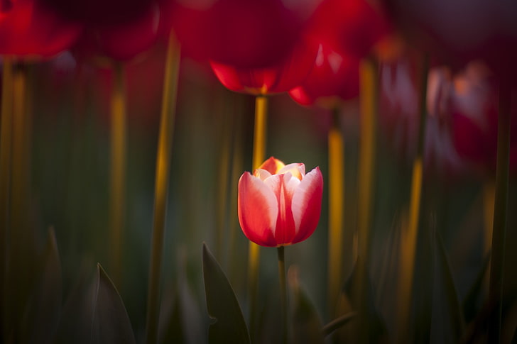 red tulips, macro, flowers, red flowers, tulips, HD wallpaper