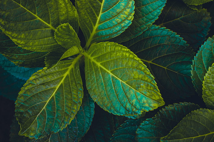 green leafed plant, leaves, plant, carved, green, HD wallpaper