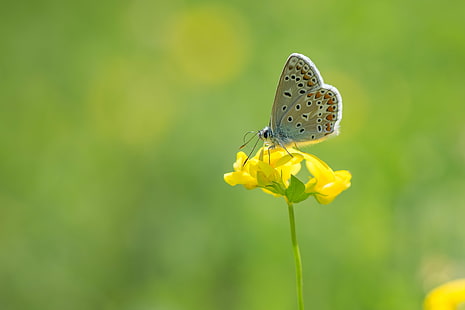 Karner Blue butterfly perched on yellow flower in close-up photography during datime, im, Irchelpark, Karner Blue butterfly, yellow, flower, close-up photography, Argus, Silver-studded blue, Lycaenidae, Schmetterling, Makro, macro photography, nature, Natur, animal, insect, Tier, Fauna, wildlife, butterfly - Insect, summer, beauty In Nature, animal Wing, close-up, green Color, multi Colored, springtime, macro, HD wallpaper HD wallpaper
