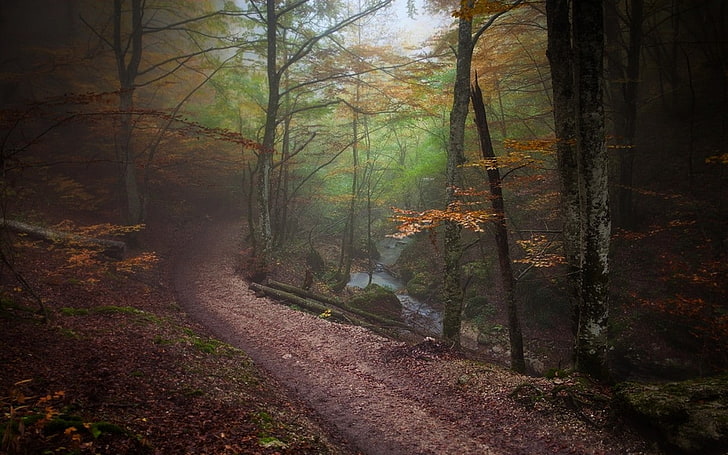 paisaje, naturaleza, bosque, camino, otoño, niebla, árboles, río, atmósfera, Fondo de pantalla HD