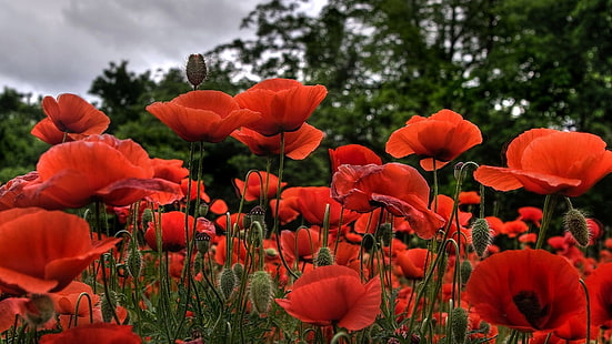 붉은 꽃, 양 귀 비, 꽃, 빨강, 자연, 식물, HD 배경 화면 HD wallpaper
