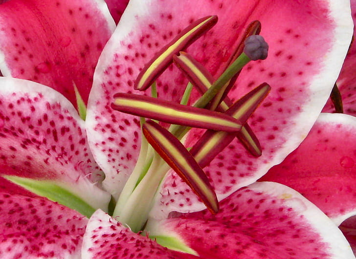 macro photography of Stargazer Lily, lily, macro photography, Stargazer Lily, lily  flower, hongkong, hk, hong  kong, fair, 香港, Excellence, fav, v5, v10, 花, explore, explored, nature, pink Color, close-up, red, plant, freshness, HD wallpaper