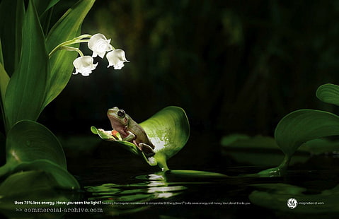 G.e. Żaba, biała konwalia i żaba, konwalia, eletric, żaba, kwiaty, zwierzęta, Tapety HD HD wallpaper