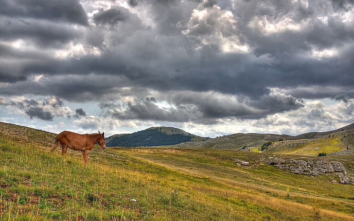 brown horse, horse, hills, grass, clouds, HD wallpaper