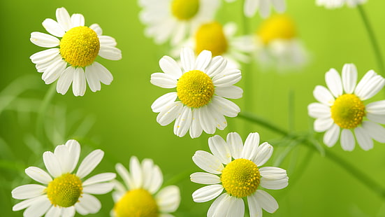 Camomilla, fiori bianchi, Sfondo HD HD wallpaper