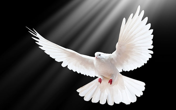 dove scale wings light-Bird Photography HD wallpap.., white pigeon, HD wallpaper