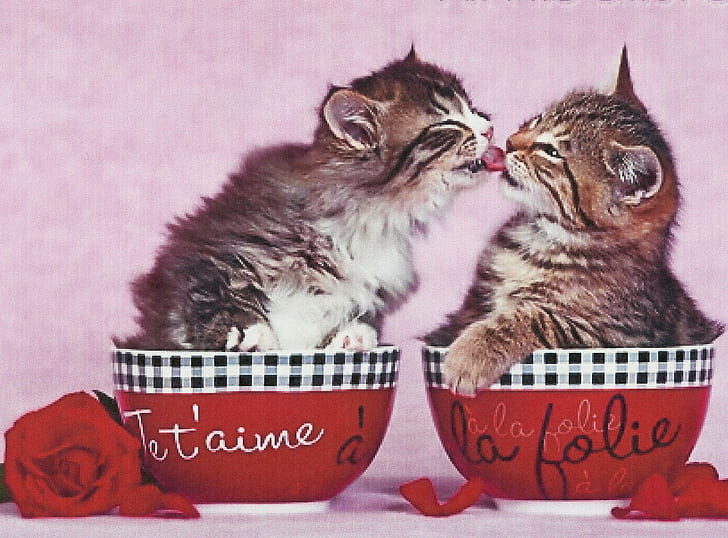 Två kattungar som kysser i en kopp med rosor, kattungar, kattdjur, rosor, kyssar, söta, djur, HD tapet